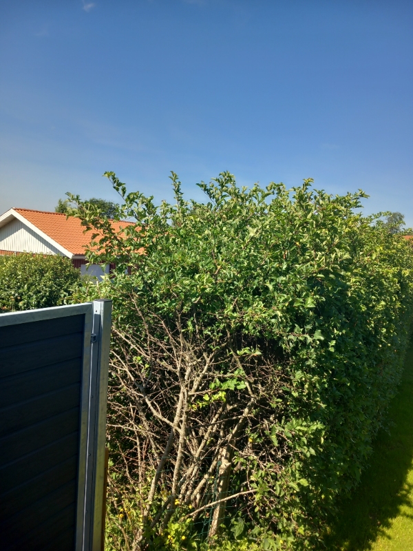 hækkeklipning i højde