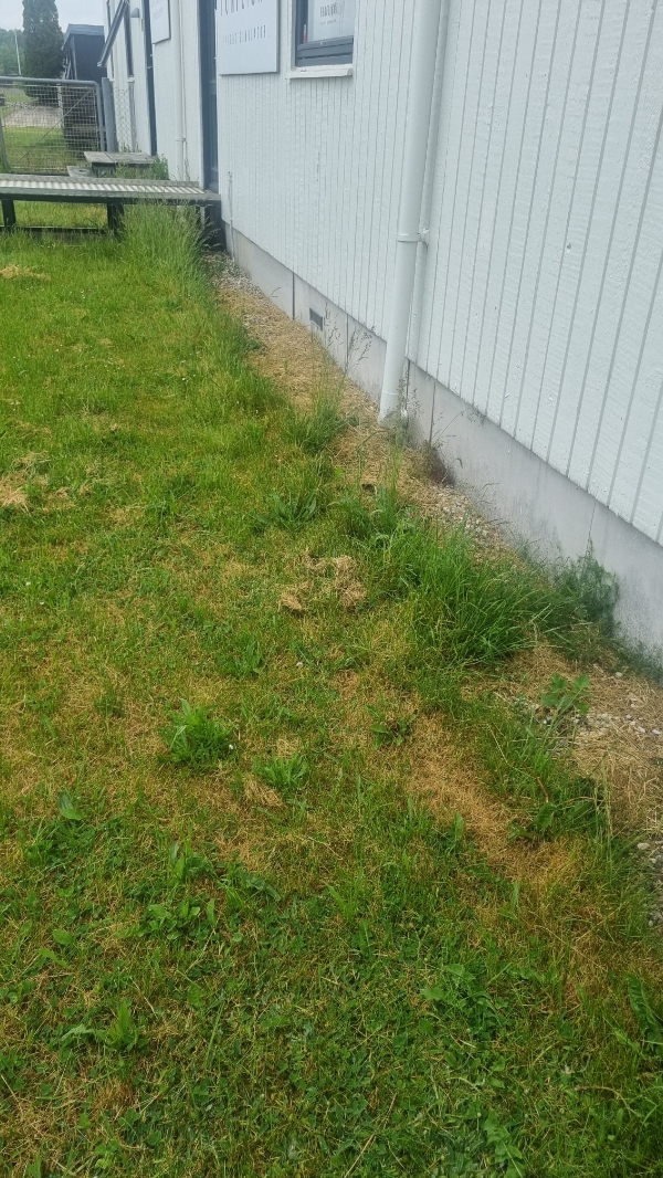 Fjern ukrudt og slå græs