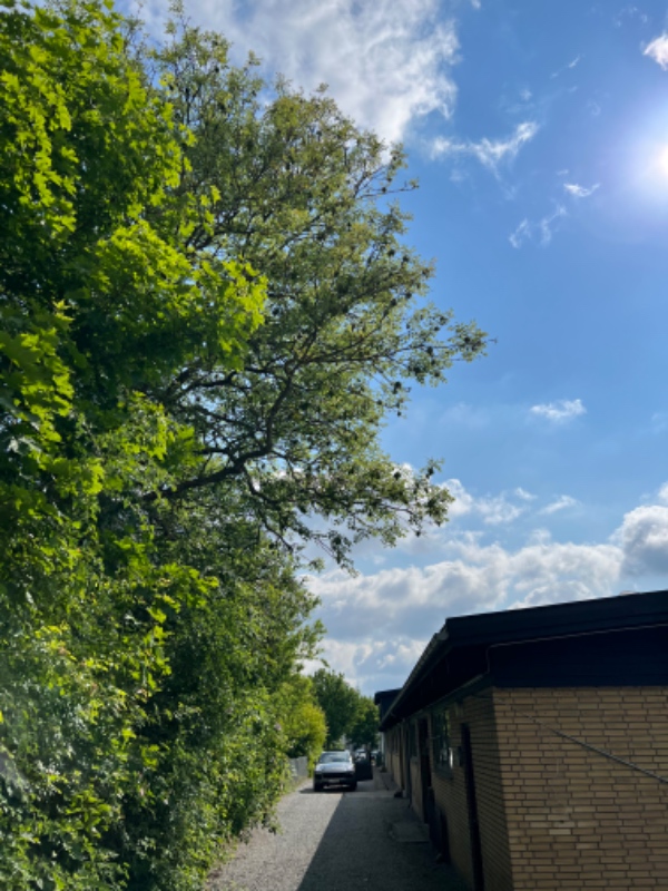 Klippet hæk og beskåret træ.