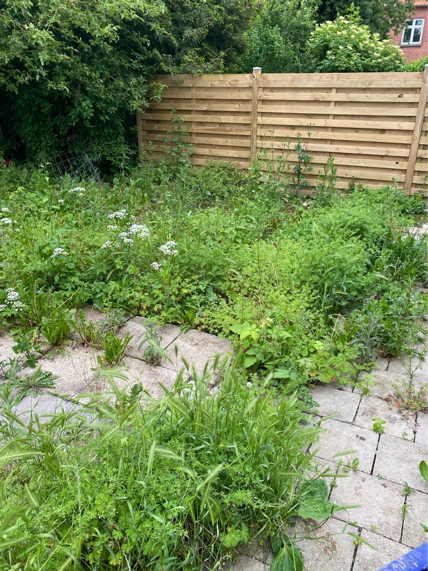 Alt græsset skal slås ned samt ukrudt skal fjernet