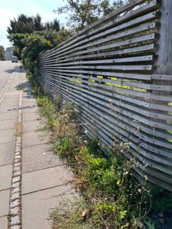 Luget ukrudt langs hegn