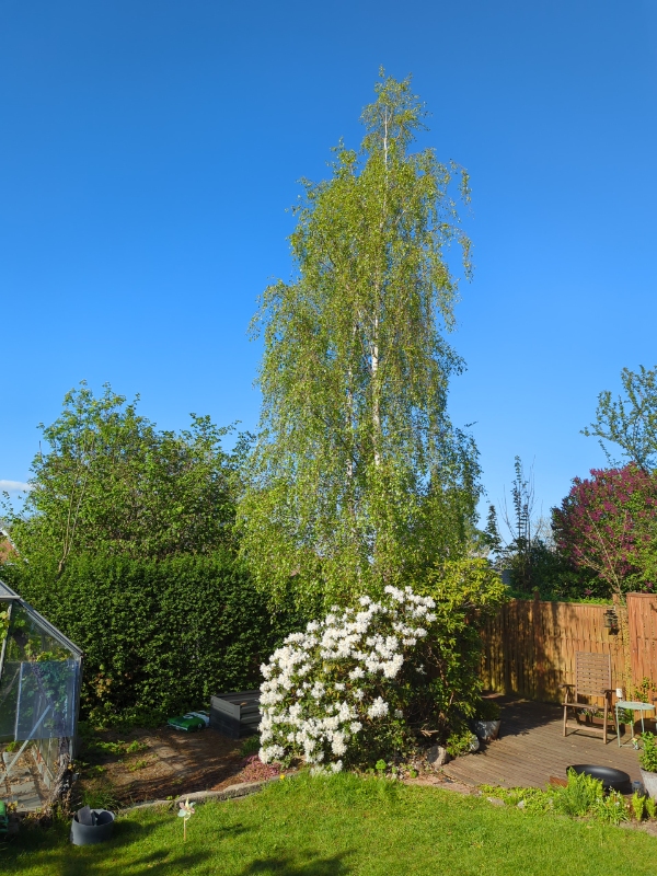 Fældning og bortkørsel af træer