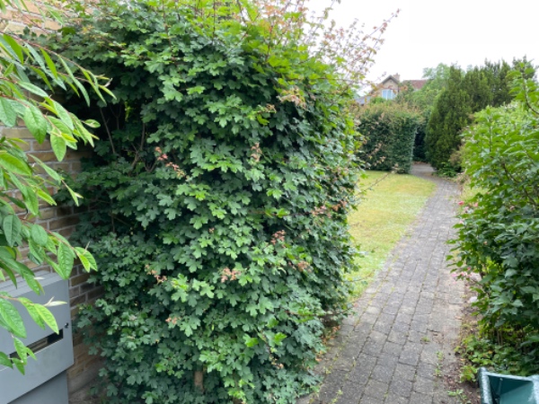 Hækklipning og bortskaffelse