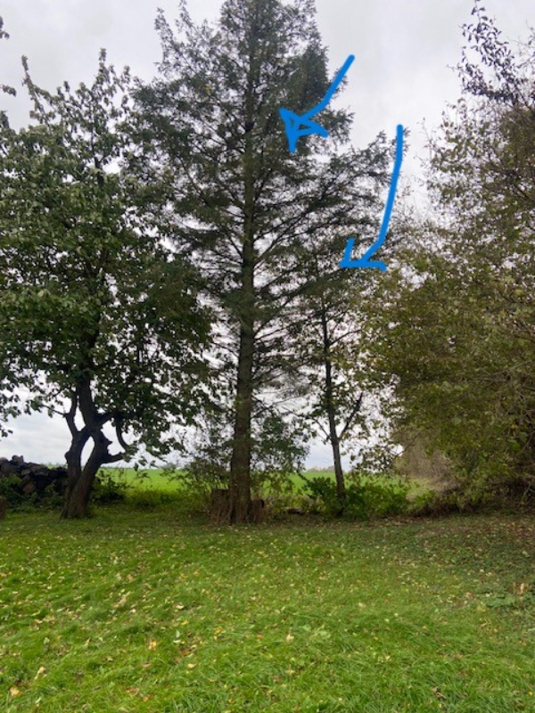 Træfældning, flyt af skur og beskæring