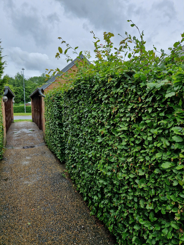 Hækkeklipning og bortskaffelse af affald