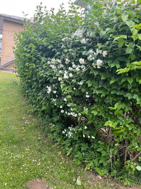Klippe hæk i lille have