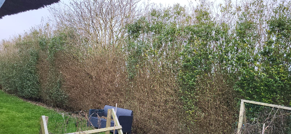 Beskæring af 50m hæk
