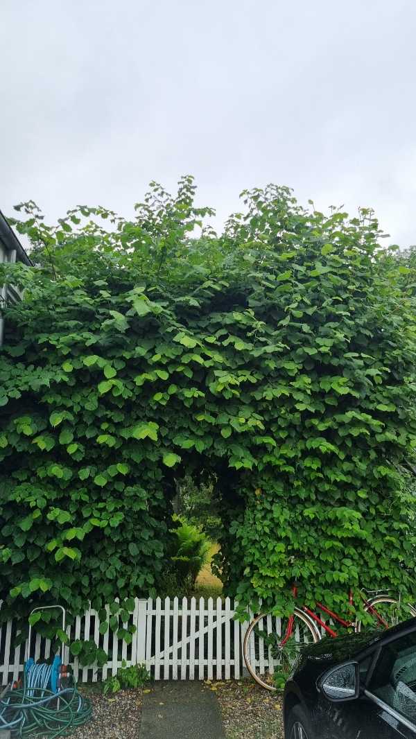 Bæskæring og klipning af HØJ hæk