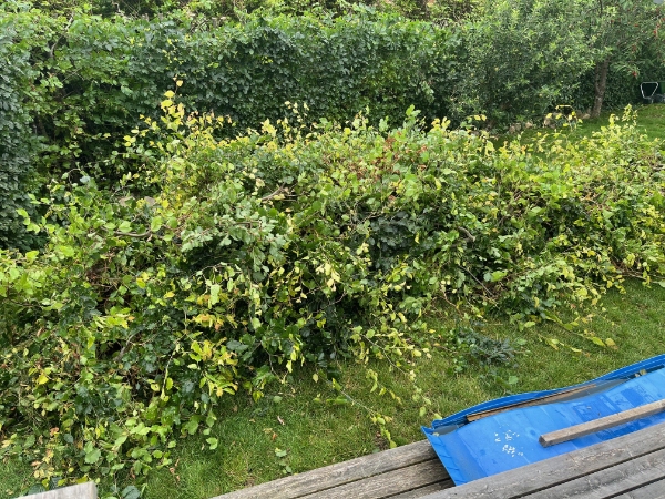 Bortskaffelse af bøgehæk beskæring