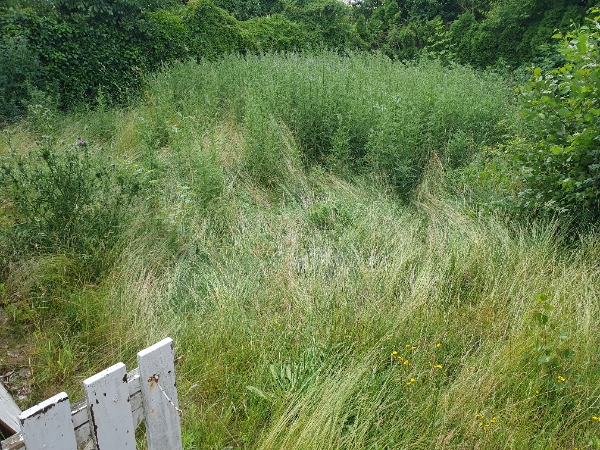 Overgroet forhave og baghave