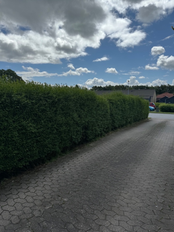 Hækklipning og bortskaffelse af affald