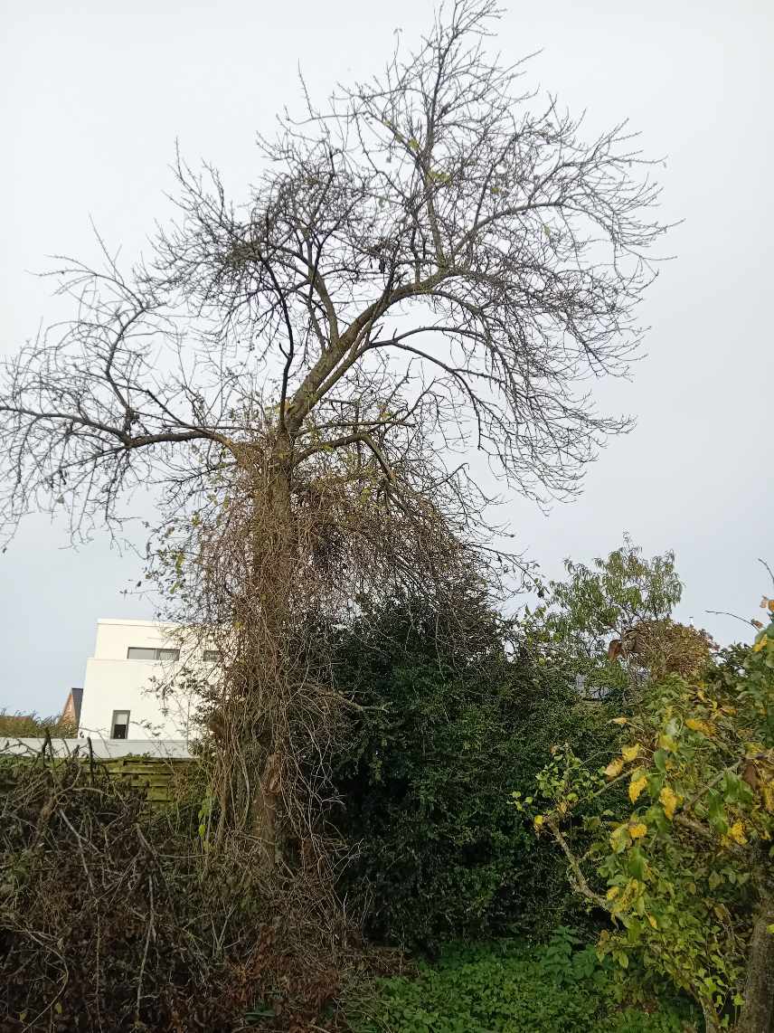 Fældning af 2 stk træer,grov tilskæring af 2 stk træer og afskaffelse af træet
