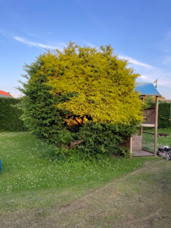 Fjernelse af træer og græsplæne