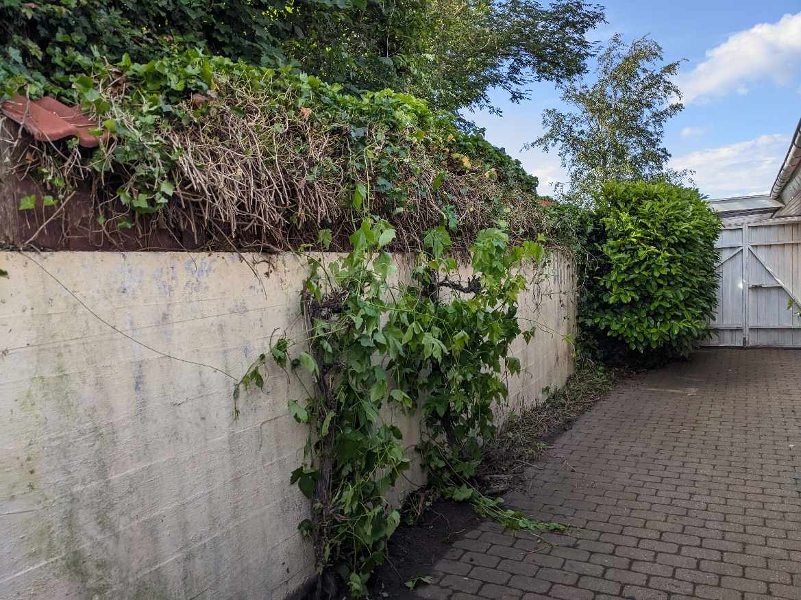 Fjernelse af efeu og laurbærbusk