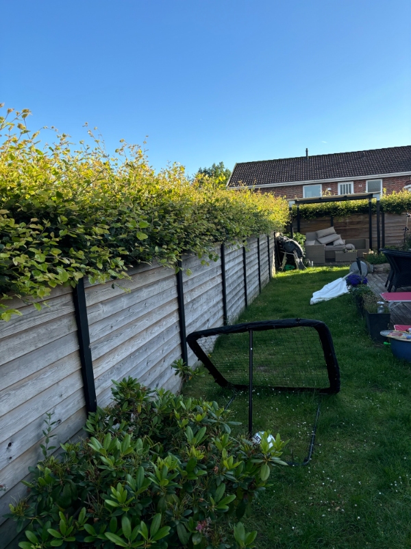 Klipning og bortkørsel af bøgehæk