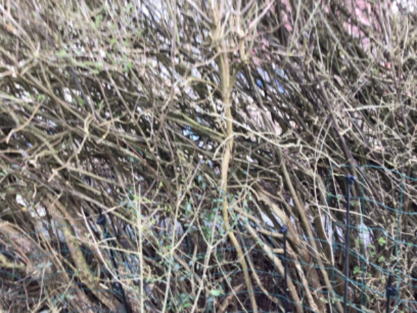 Hækklipning til 180 cm