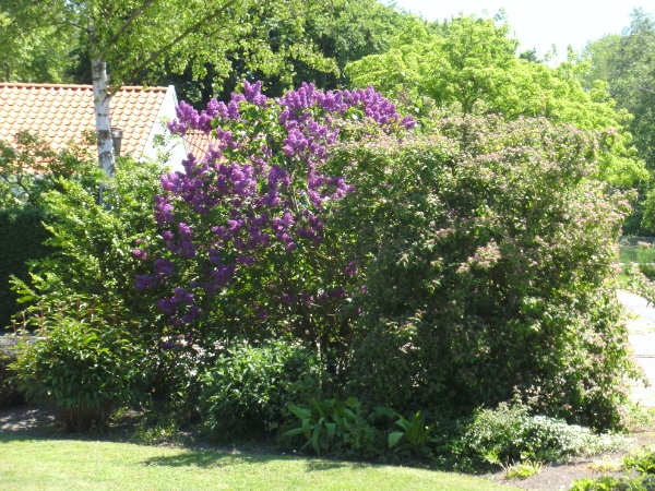 studsning af mindre buske samt udtynding af rhododendrod bed