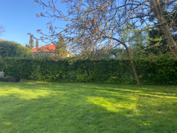 Hække- og buskbeskæring