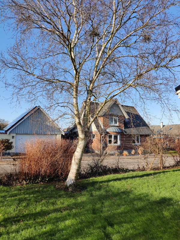 Fældet et birketræ