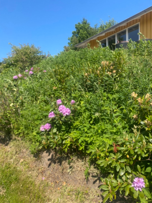 Fjernelse af ukrudt hurtigt