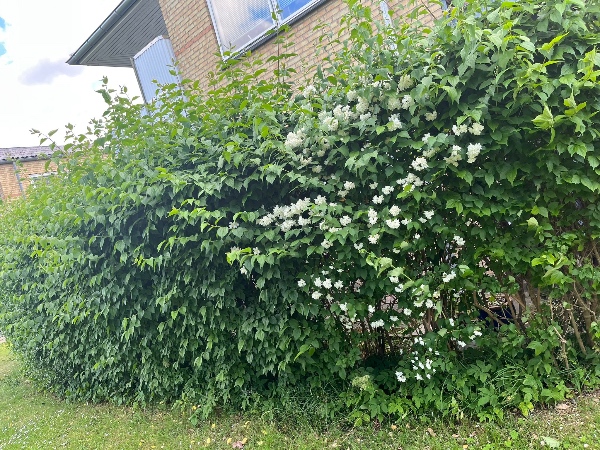 Klippe hæk i lille have