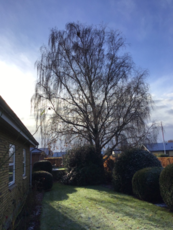 Fældning af 5 større træer (eg og Birk) i boligområde