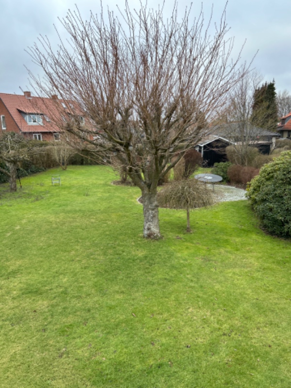 Nedskæring af vanris på japansk kirsebærtræ