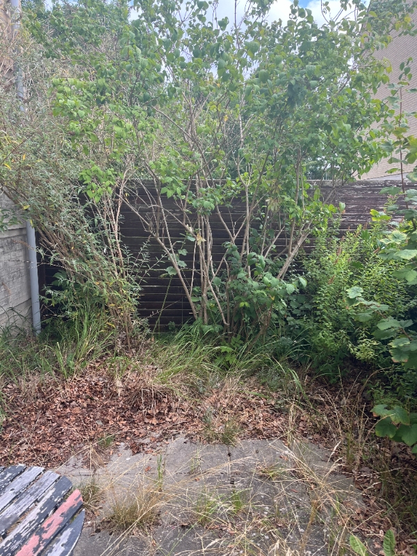 rydning af beplantning mv