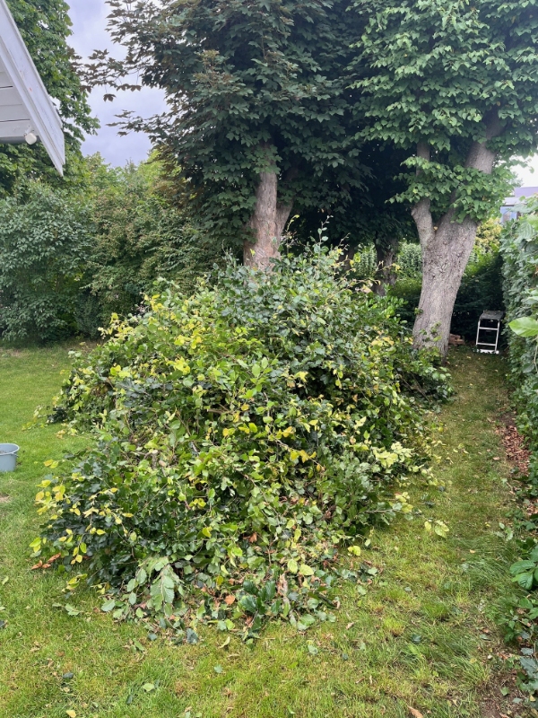 Bortskaffelse af bøgehæk beskæring