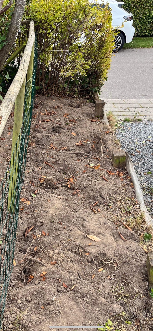 Fjernet brombær rødder og hybenroserødder i bed og gravet render til 50 meter hæk