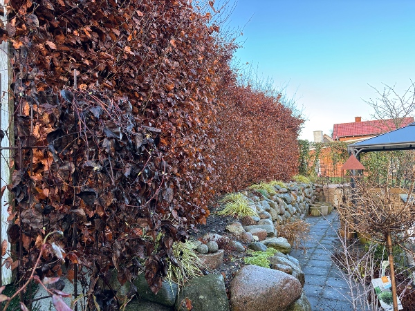 Beskæring af bøgehæk top og en side