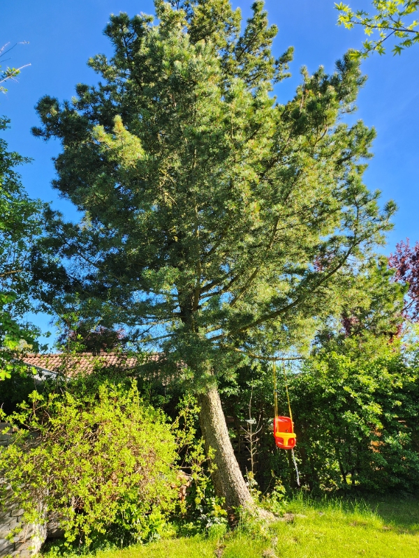 Beskæring og fældning af træer