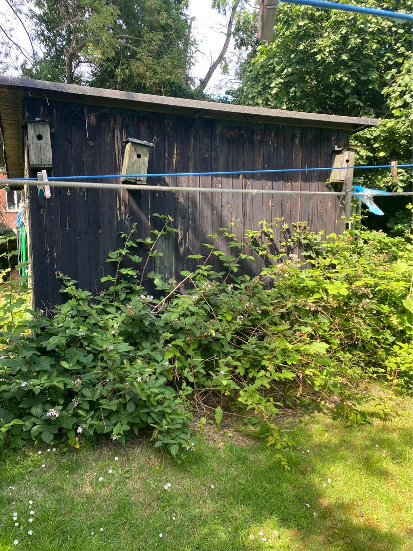 Fjernelse af bromærbusk og krat