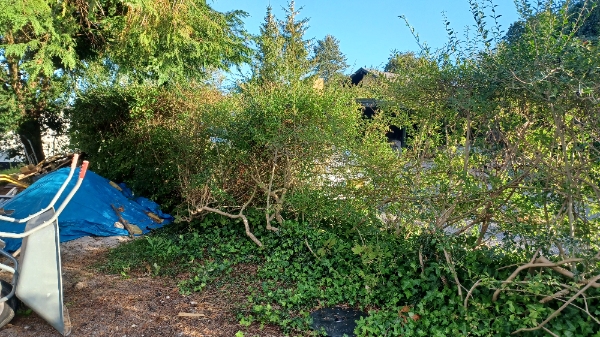 Opgravning og fjernelse af ligusterhæk