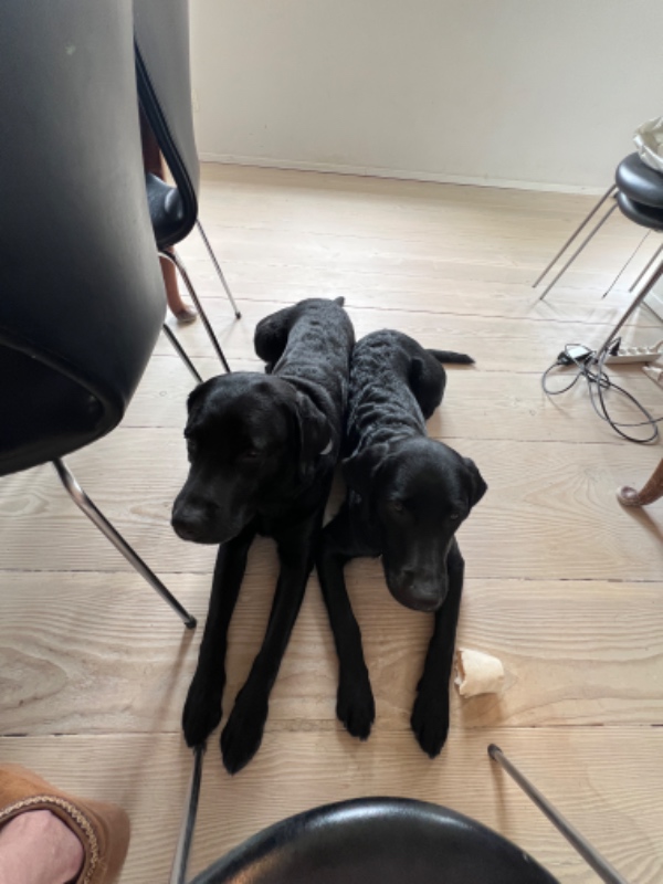 Feriepasning af 2 hunde