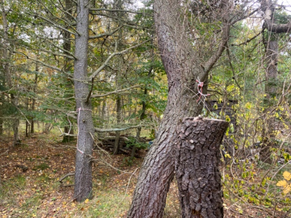 Topkapning af 6 træer