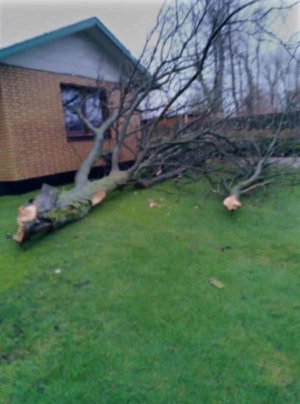 Beskæring/skovning af væltede træer