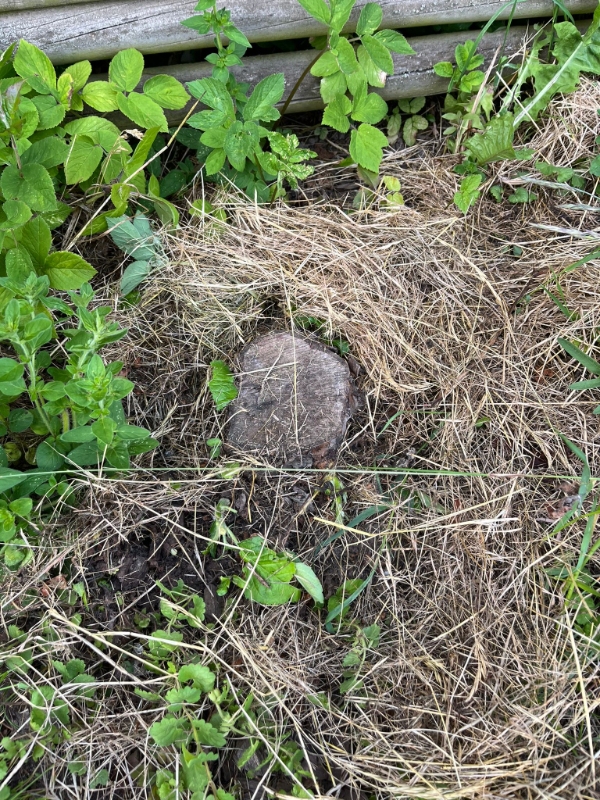 Fjerne træstubbe og buske