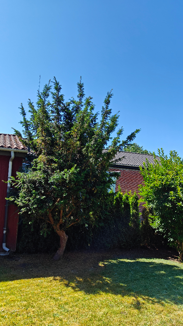 Klipning af hæk, samt trimning af et takstræ og en forsythia