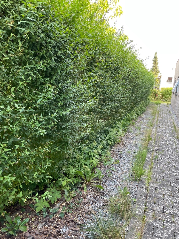 Klipning af ligusterhæk og ukrudt
