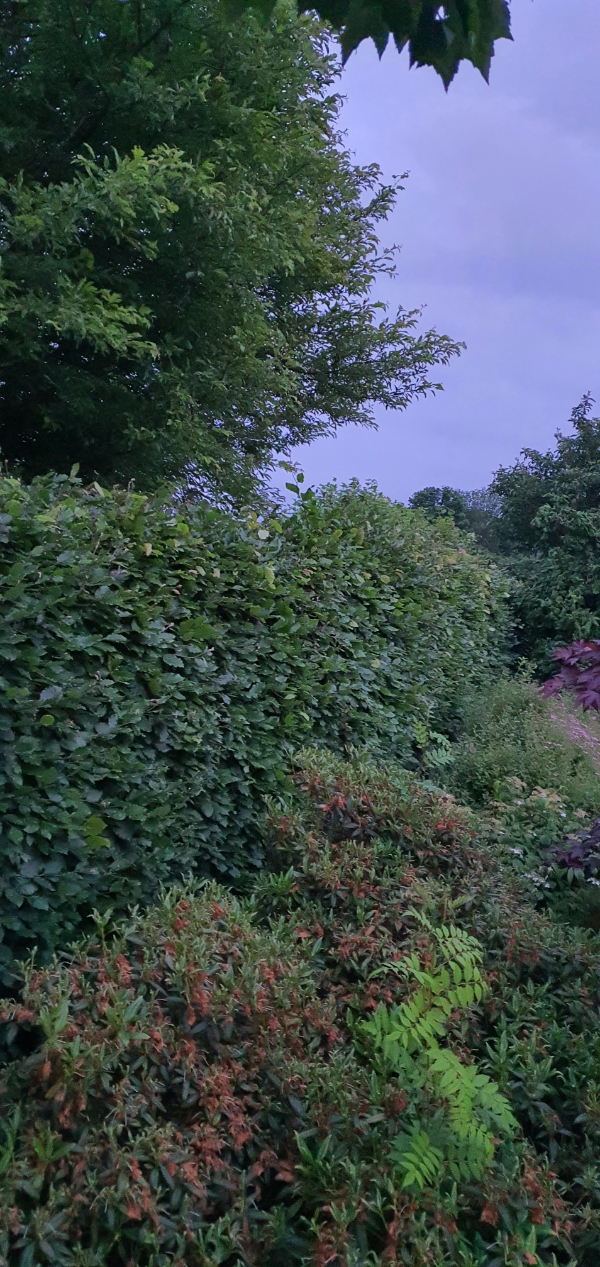 Beskæring af bøgehæk