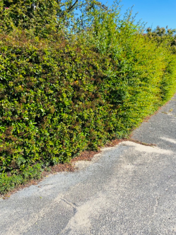 Klipning af ildtorn hæk