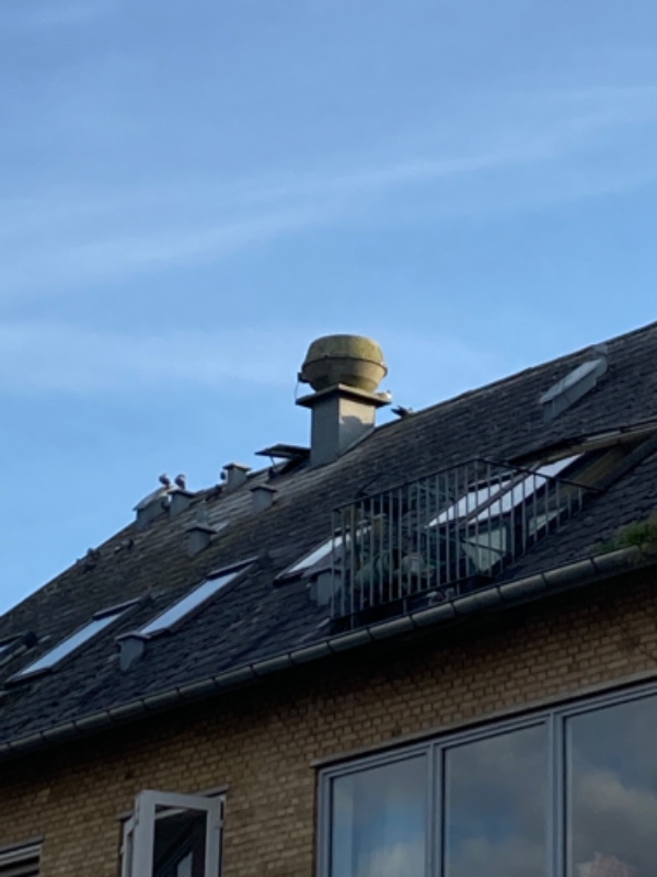 Fjernelse af duer på loftet