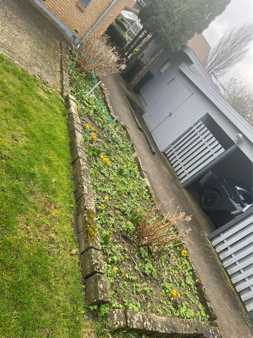 Klipning af hække, og æbletræer. Hjælp til ændring i haven