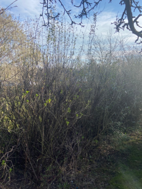 Klippet hæk og fjernet en bunke haveaffald