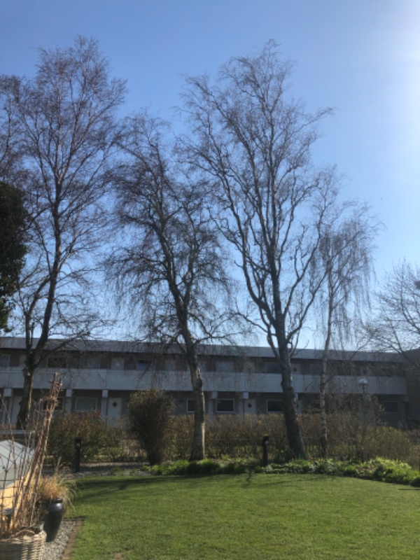 Fælde 3 stk birketræer