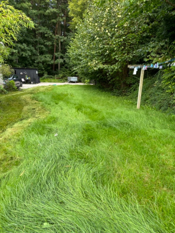 Græsplæne(trænger)