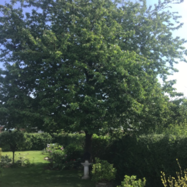 Beskæring af kirsebærtræ