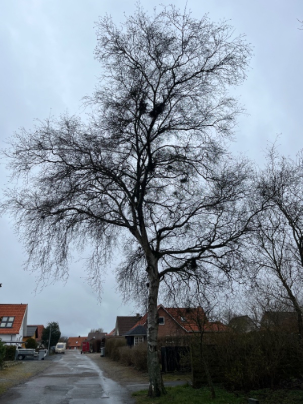 Fældet et birketræ