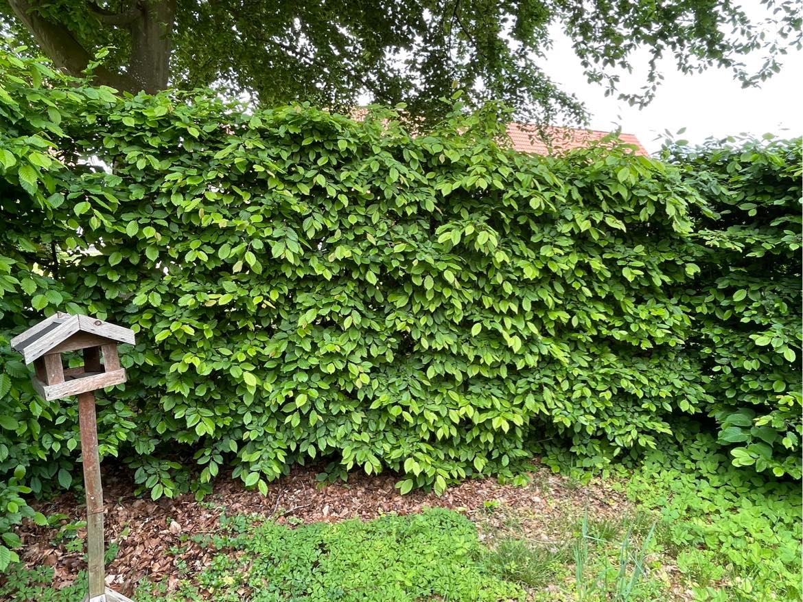 Hjælp til min jungle have